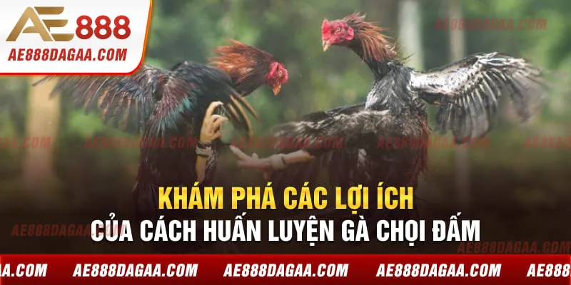 Khám phá các lợi ích của cách huấn luyện gà chọi đấm