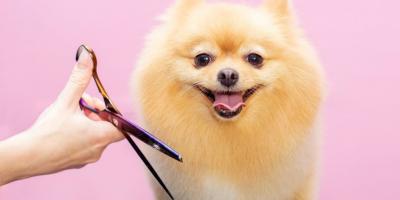 Dịch vụ cắt tỉa lông thú cưng uy tín nhất tại Quận 1, TP. Hồ Chí Minh