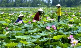 Điểm du lịch hấp dẫn tại xứ sen hồng Đồng Tháp