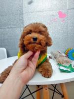 Dịch vụ cắt tỉa lông thú cưng uy tín nhất tại Vũng Tàu