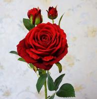 Loài hoa đẹp và ý nghĩa nhất tặng ngày Valentine 14/2