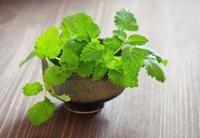 Loài cây quen thuộc hoá thuốc quý bạn nên trồng trong vườn nhà