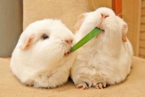 Loài thú cưng được giới trẻ yêu thích nhất
