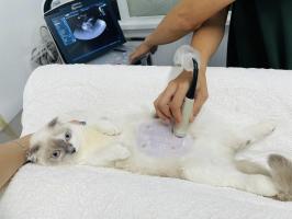 Phòng khám thú y uy tín nhất quận 1, TP. HCM
