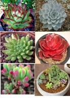 Loài hoa cảnh được giới trẻ và dân văn phòng ưa chuộng nhất